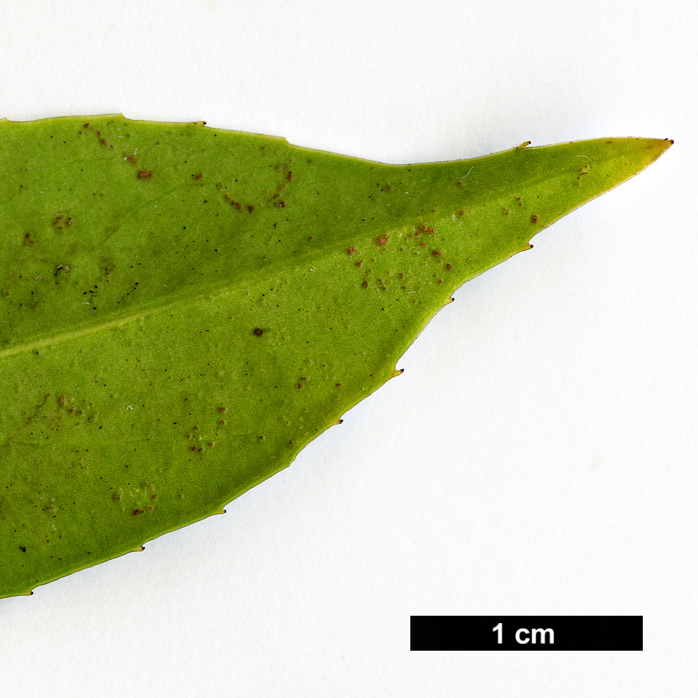 High resolution image: Family: Aquifoliaceae - Genus: Ilex - Taxon: fargesii - SpeciesSub: subsp. fargesii var. brevifolia